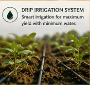 Drip irrigation system at Cighu Agro Farm