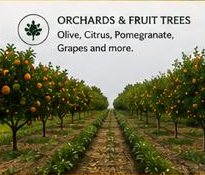 Orchards and fruit trees at Cighu Agro Farm